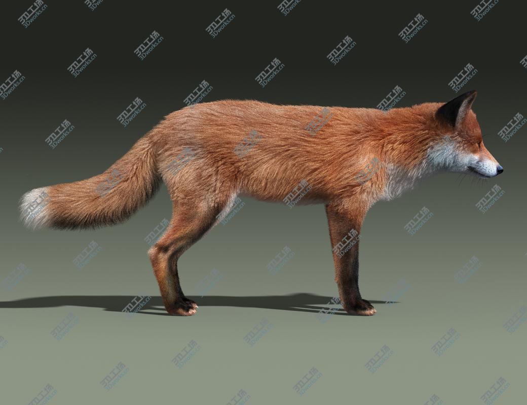 images/goods_img/2021040232/Red Fox(FUR)/5.jpg